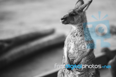 Kangaroo Outside During The Day Stock Photo