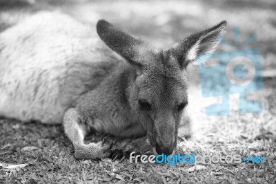 Kangaroo Outside During The Day Stock Photo