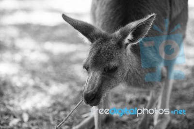 Kangaroo Outside During The Day Stock Photo