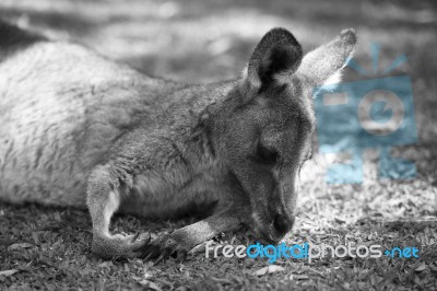 Kangaroo Outside During The Day Stock Photo