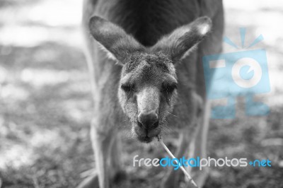 Kangaroo Outside During The Day Stock Photo