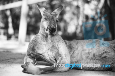 Kangaroo Outside During The Day Stock Photo