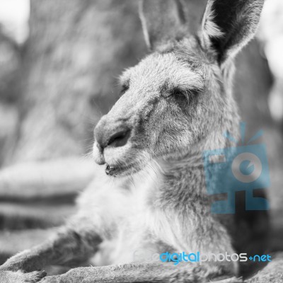 Kangaroo Outside During The Day Stock Photo