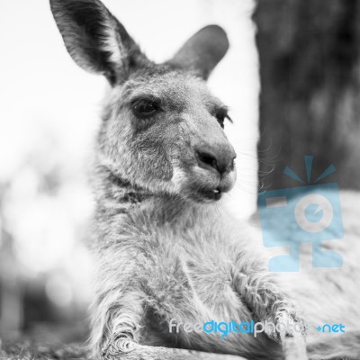 Kangaroo Outside During The Day Stock Photo