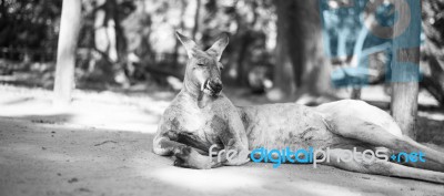 Kangaroo Outside During The Day Stock Photo