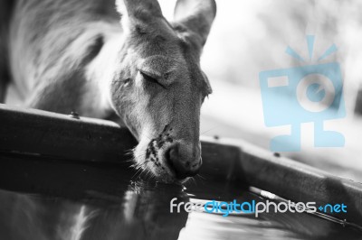 Kangaroo Outside During The Day Stock Photo