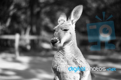 Kangaroo Outside During The Day Stock Photo