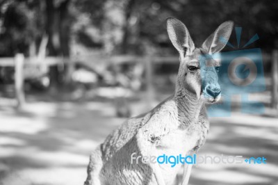 Kangaroo Outside During The Day Stock Photo