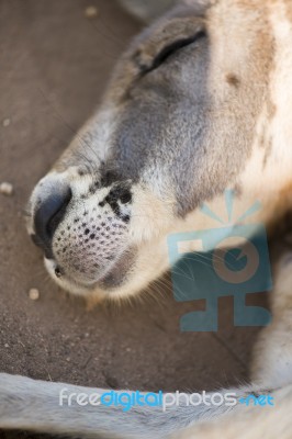 Kangaroo Outside During The Day Time Stock Photo