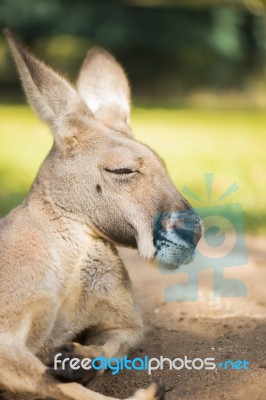 Kangaroo Outside During The Day Time Stock Photo