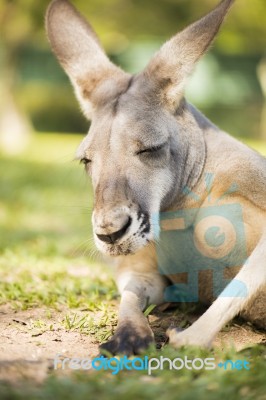 Kangaroo Outside During The Day Time Stock Photo