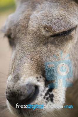 Kangaroo Outside During The Day Time Stock Photo