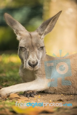 Kangaroo Outside During The Day Time Stock Photo