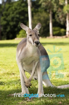 Kangaroo Outside During The Day Time Stock Photo