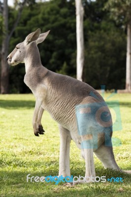 Kangaroo Outside During The Day Time Stock Photo