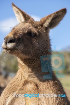 Kangaroo Outside During The Day Time Stock Photo