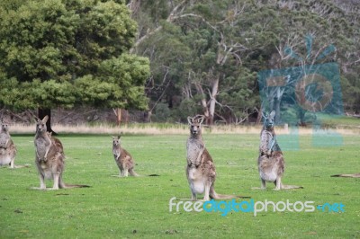 Kangaroos Stock Photo