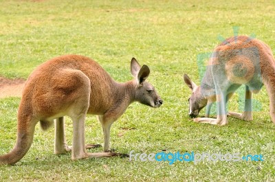 Kangaroos Stock Photo