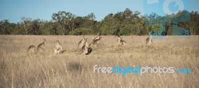 Kangaroos In The Countryside Stock Photo