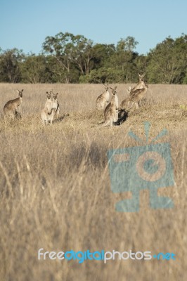 Kangaroos In The Countryside Stock Photo