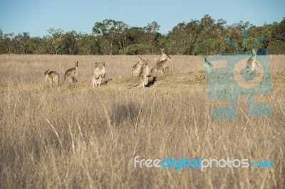 Kangaroos In The Countryside Stock Photo