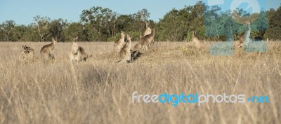 Kangaroos In The Countryside Stock Photo