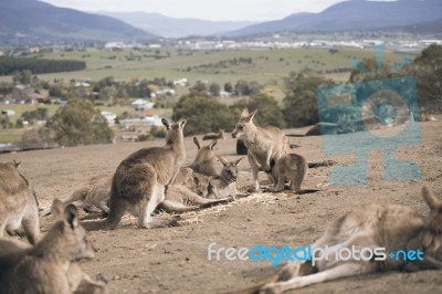 Kangaroos Outside Stock Photo