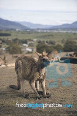 Kangaroos Outside Stock Photo