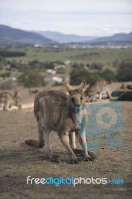 Kangaroos Outside Stock Photo