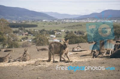 Kangaroos Outside Stock Photo