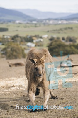 Kangaroos Outside Stock Photo