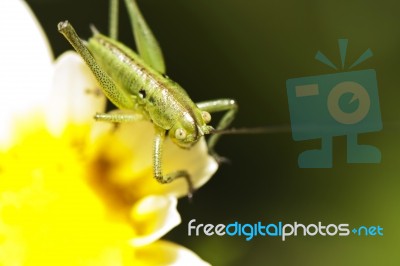 Katydid (odontura Glabricauda), Male Nymph Stock Photo