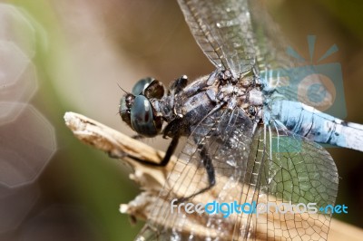 Keeled Skimmer Dragonfly Stock Photo