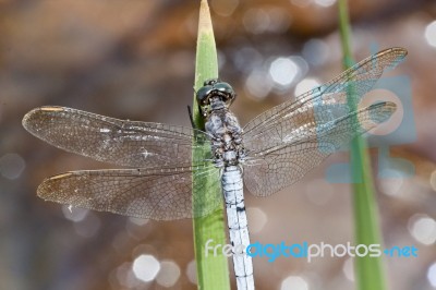 Keeled Skimmer Dragonfly Stock Photo