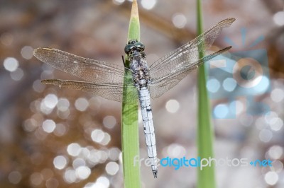 Keeled Skimmer Dragonfly Stock Photo