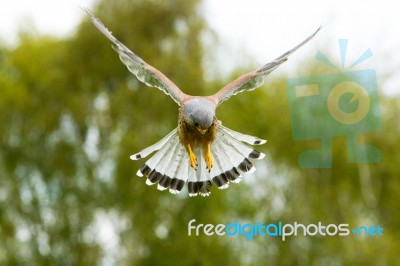 Kestrel Stock Photo