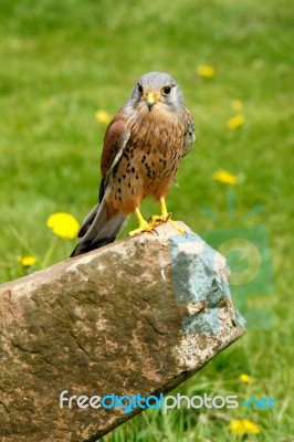 Kestrel Stock Photo