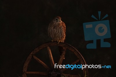 Kestrel Stock Photo