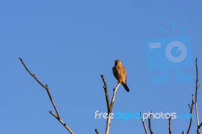 Kestrel At Rainham Marshes Stock Photo