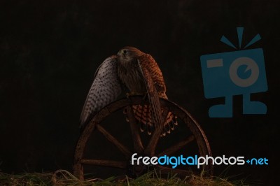 Kestrel Mantling Stock Photo