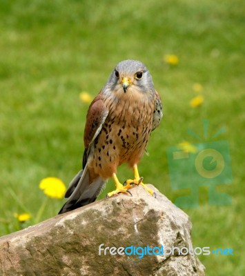 Kestrel On A Rock Stock Photo