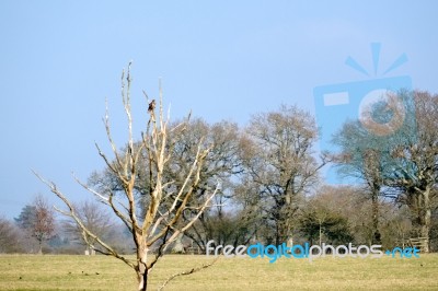 Kestrel Perched On A Dead Tree In West Grinstead Stock Photo