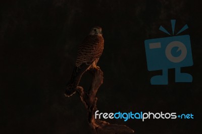 Kestrel Perched On Branch Stock Photo