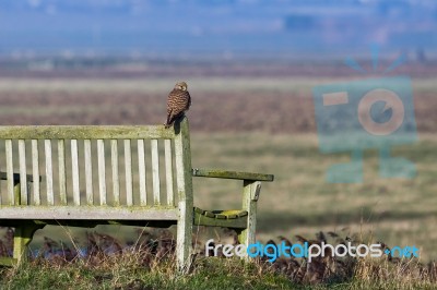 Kestrel Sitting On A Bench Enjoying The Evening Sunlight Stock Photo