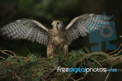 Kestrel With Wings Spread Like Angel Stock Photo