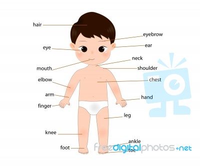 Kid Anatomy Stock Image