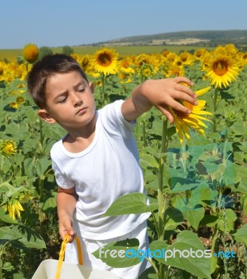 Kid And Sunflowers Stock Photo