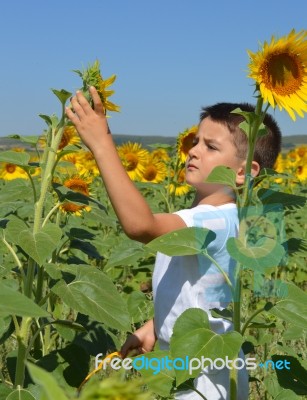 Kid And Sunflowers Stock Photo