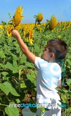 Kid And Sunflowers Stock Photo