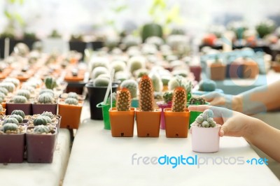 Kid Hand Holding Succulent Plant Stock Photo